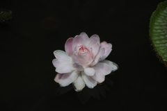 IMG_4537-scaled