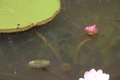 IMG_4548-scaled