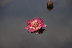 IMG_4555-scaled