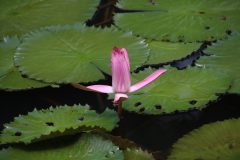 IMG_4605-scaled