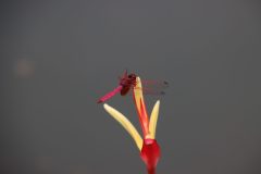 IMG_4618-scaled