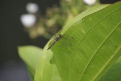 IMG_4642-scaled