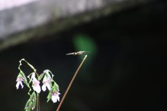 IMG_4694-scaled