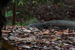 IMG_4760-scaled