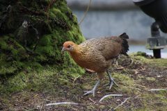 IMG_4772-scaled
