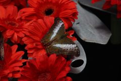 IMG_4900-scaled