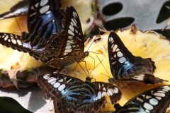 IMG_4931-scaled