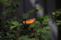 IMG_4958-scaled