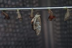 IMG_5032-scaled