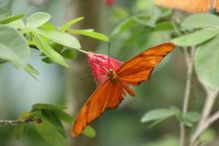 IMG_5046-scaled
