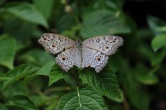IMG_5079-scaled