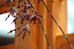 IMG_2185-scaled