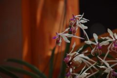 IMG_2193-scaled