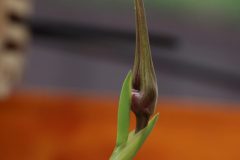 IMG_2202-scaled