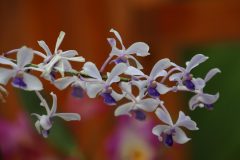 IMG_2225-scaled