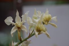 IMG_2229-scaled