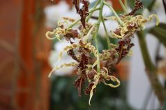 IMG_2234-scaled
