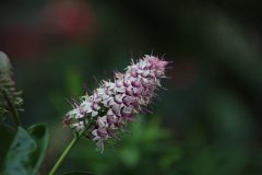 IMG_2251-scaled