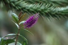 IMG_2254