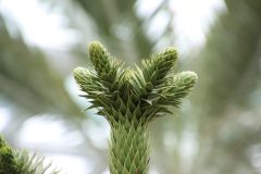 IMG_2256-scaled