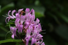 IMG_2331-scaled