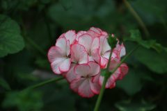 IMG_2367-scaled