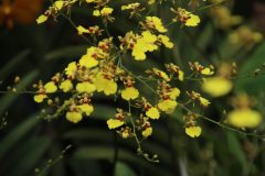 IMG_2474-scaled