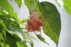 IMG_2504-scaled
