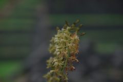 IMG_2524-scaled