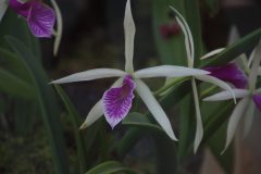 IMG_2532-scaled