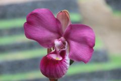 IMG_2535-scaled