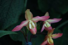IMG_2551-scaled