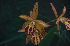IMG_2568-scaled