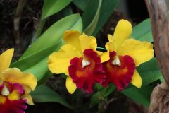 IMG_2599-scaled