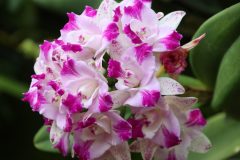 IMG_2601-scaled