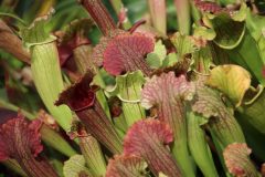 IMG_2707-scaled