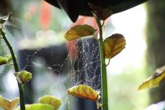 IMG_2898-scaled