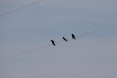 IMG_2223-scaled