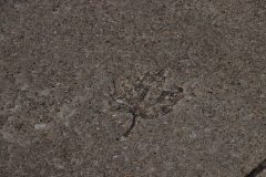 IMG_2276-scaled