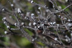 IMG_6650-scaled