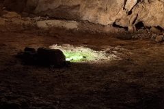 Moss growinf in front of halogen light