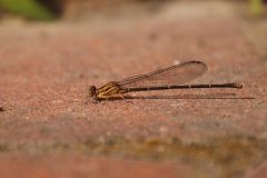 IMG_2589-scaled