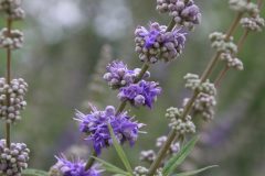 IMG_4158-scaled