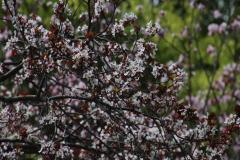IMG_3393-1024x768-1