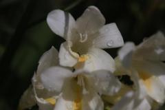IMG_3401-1024x768-1