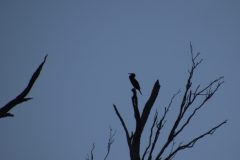 IMG_3466-scaled