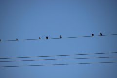 IMG_5617-scaled