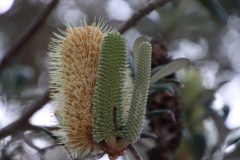 IMG_5686-scaled