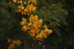 IMG_5952-scaled