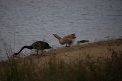 IMG_5968-scaled